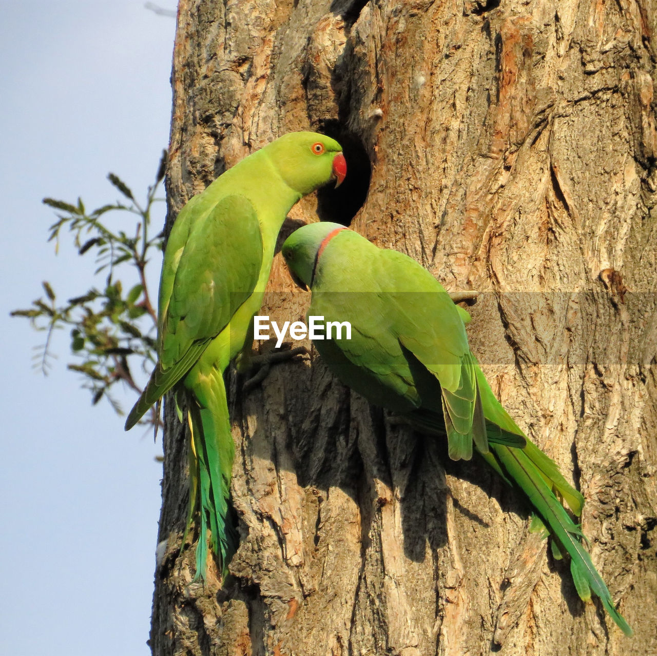 VIEW OF PARROT PERCHING ON TREE