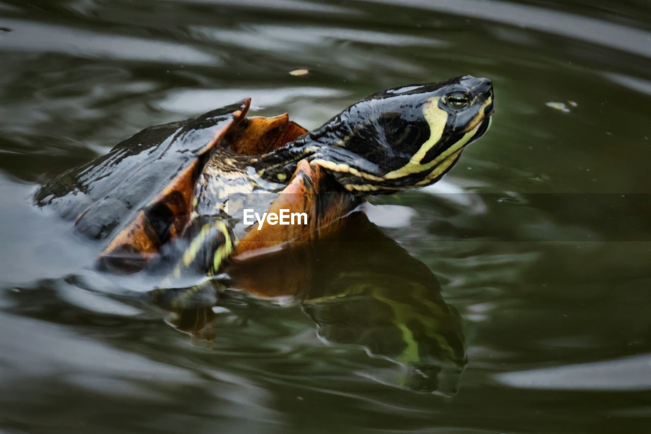 Side view of turtle swimming in lake