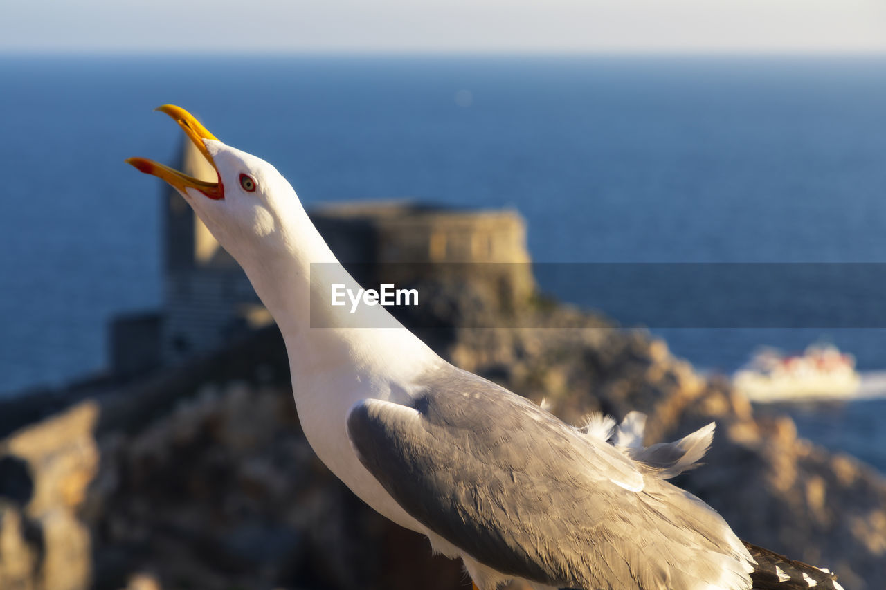 Seagull in portovenere, municipality of portovenere, la spezia province, liguria, italy, europe