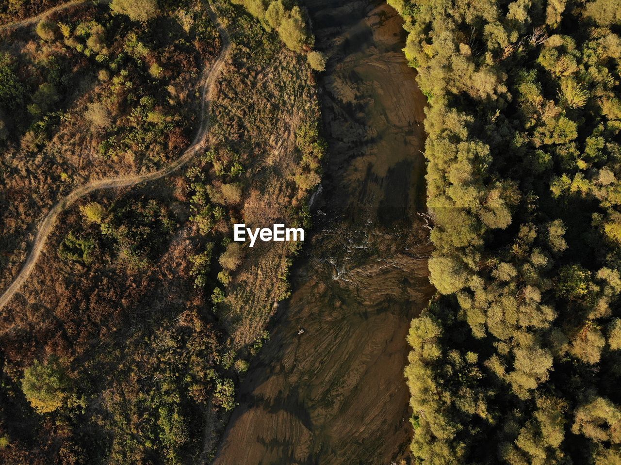 High angle view of trees by river in forest