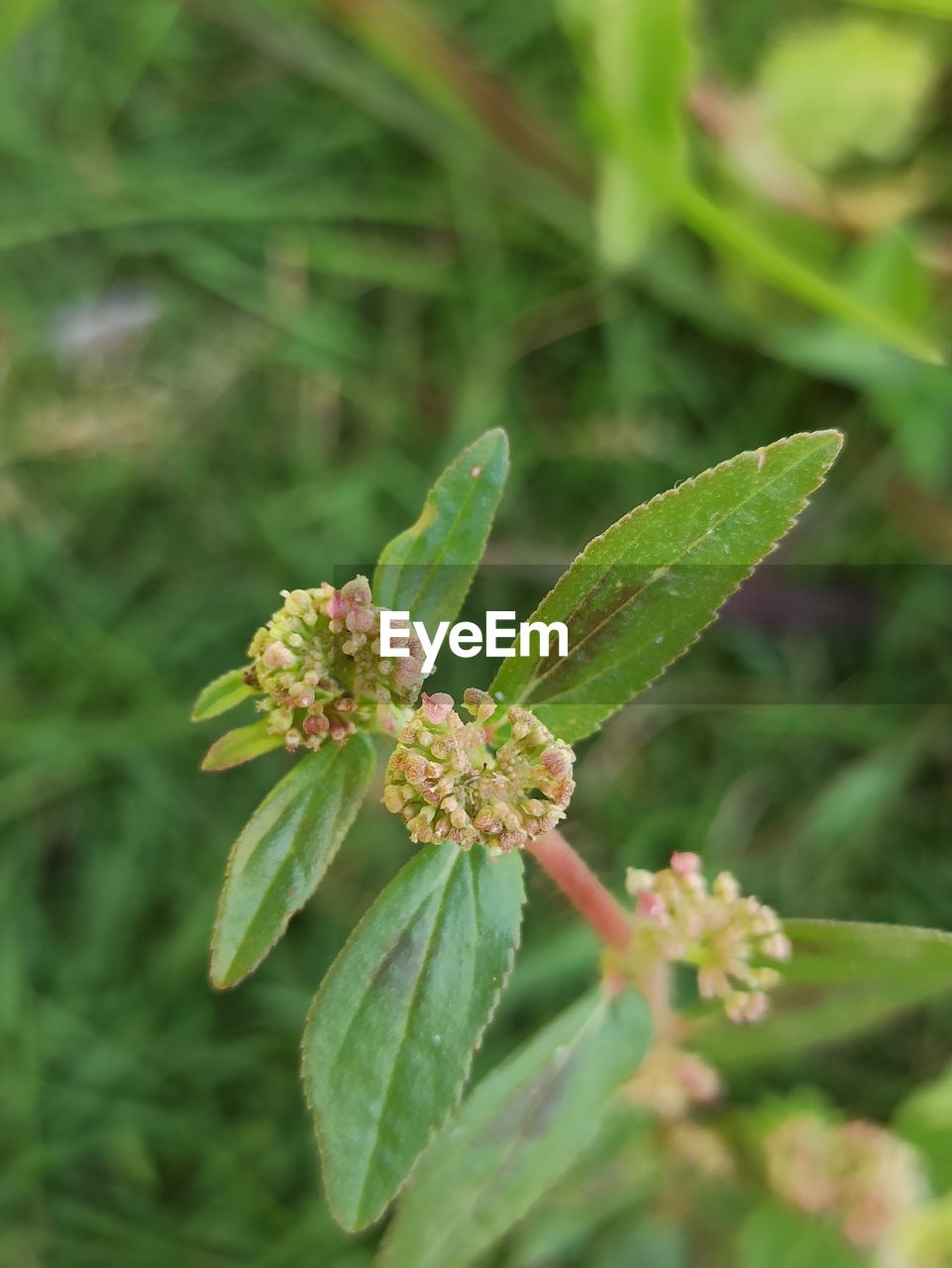 Close-up of flowering plant