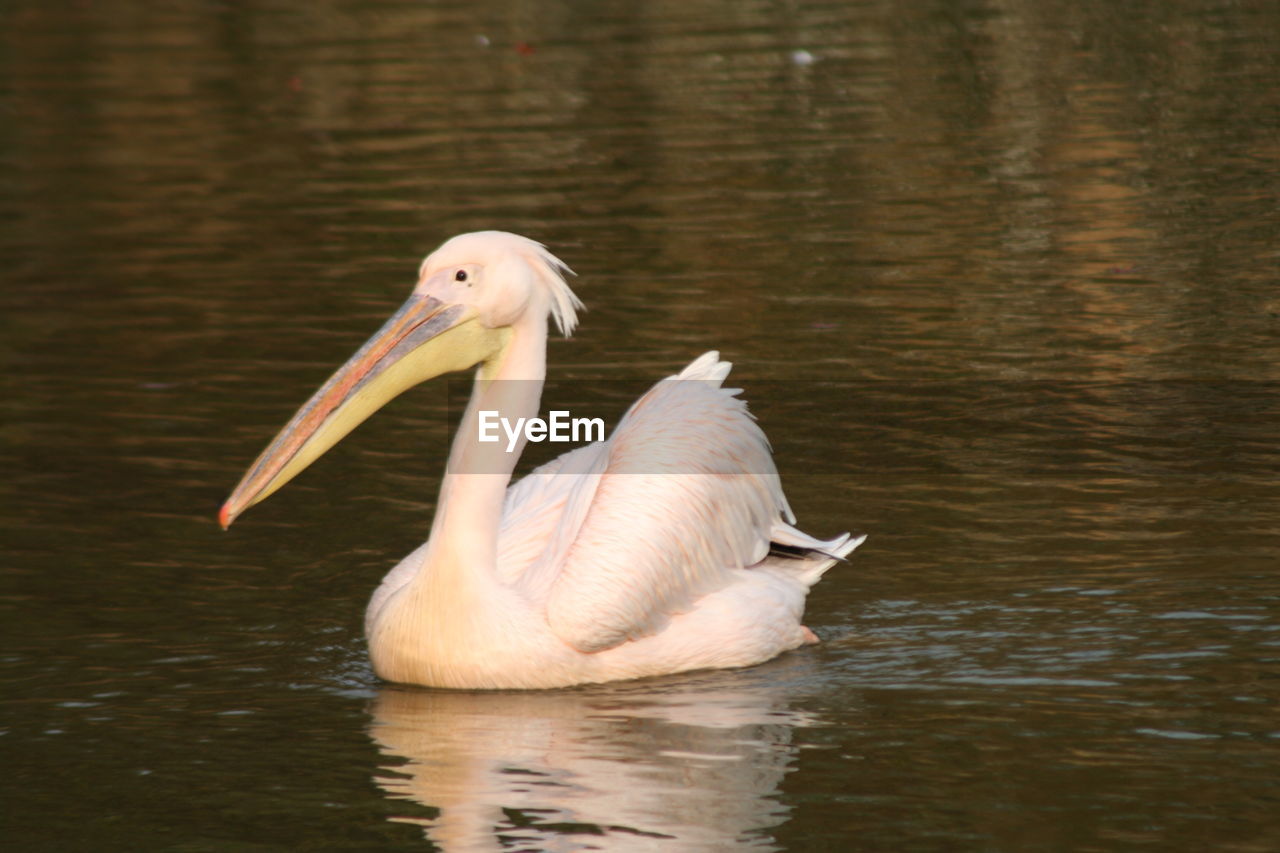 Close-up of pelican swimming in lake