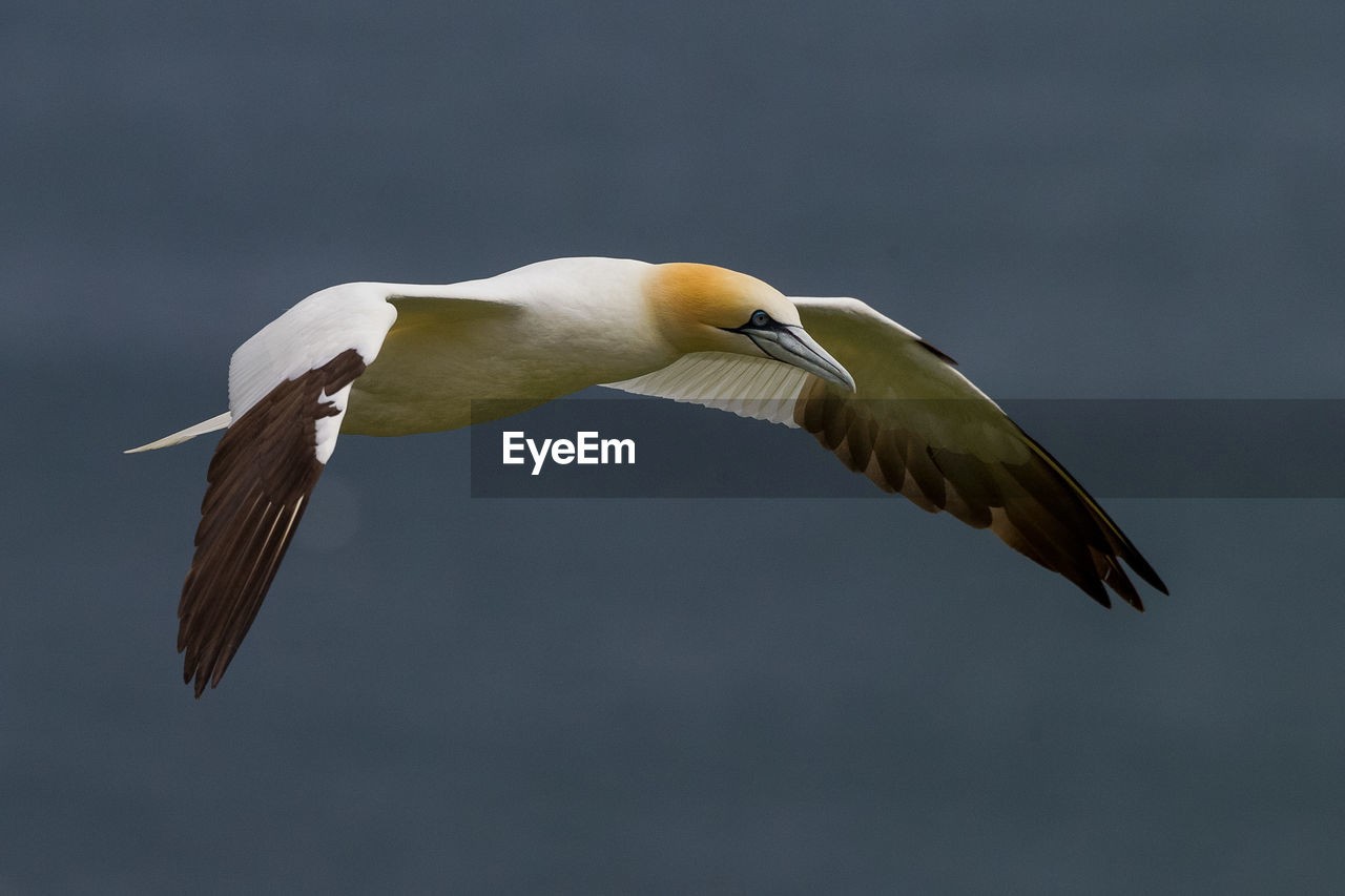 Gannets flying over sea