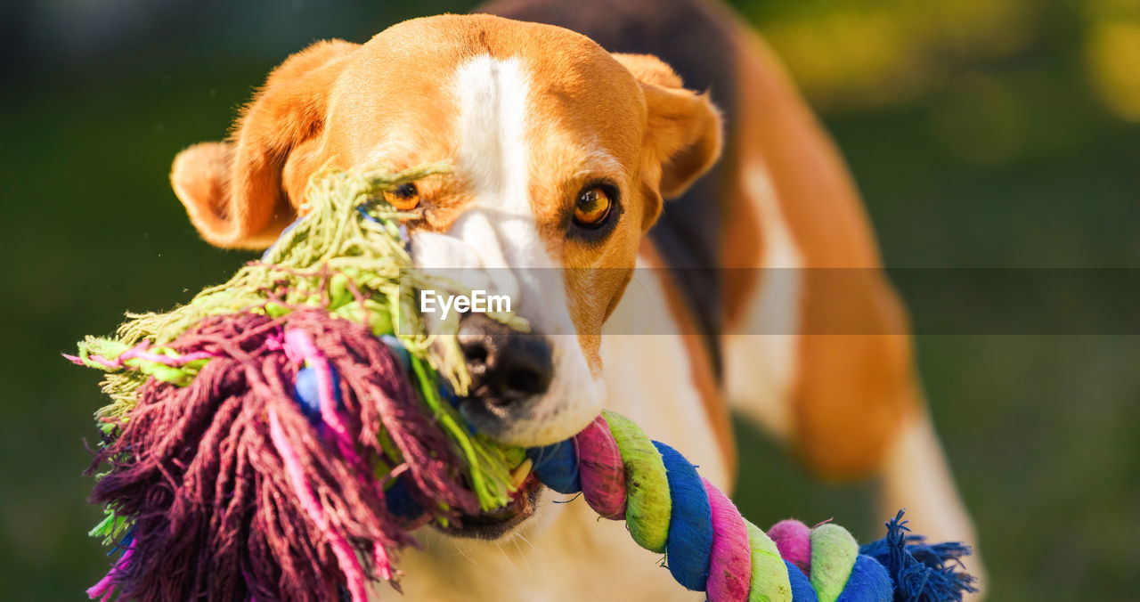 Beagle dog runs in garden towards the camera with colorful toy. sunny day dog fetching a toy.