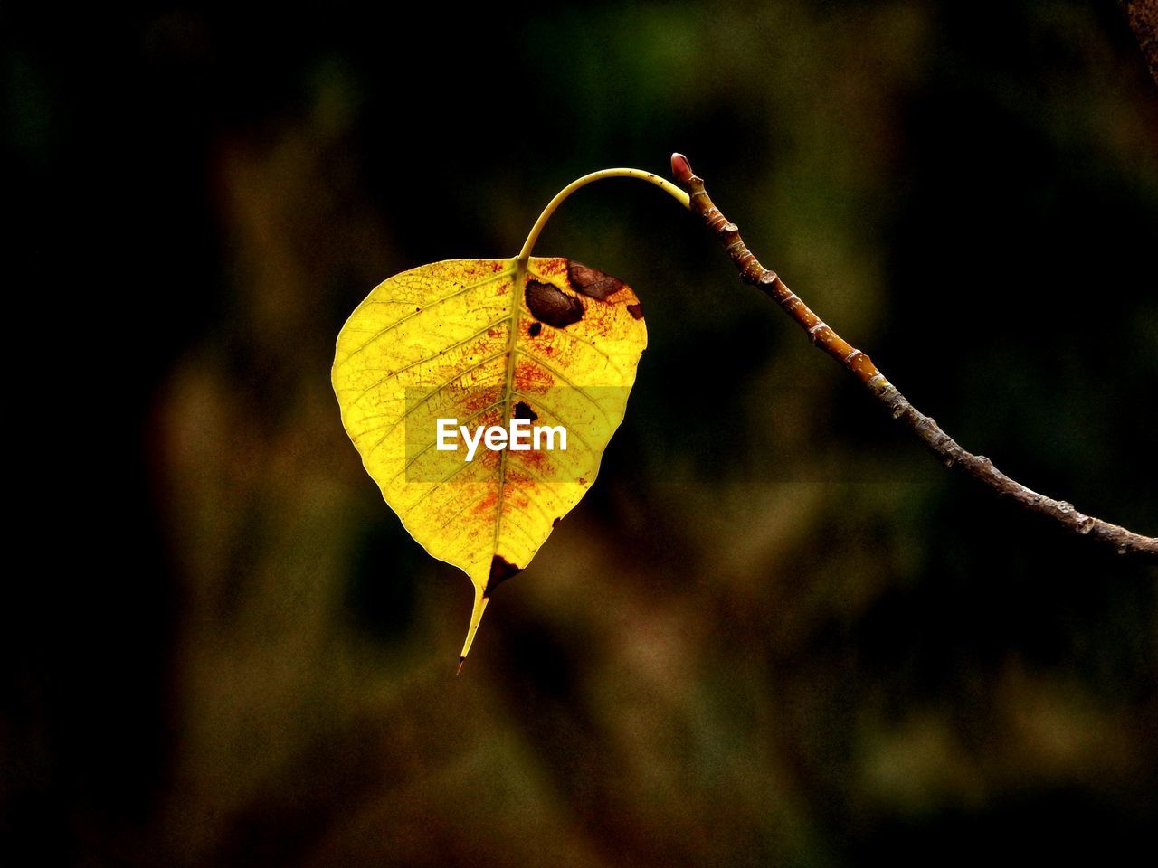 Close-up of yellow dry leaves on branch