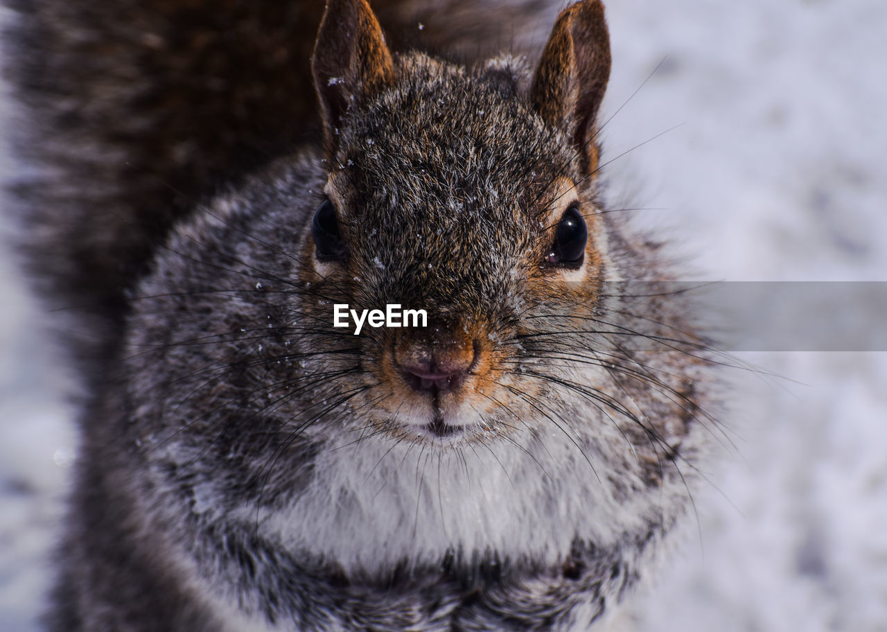 Close-up of squirrel