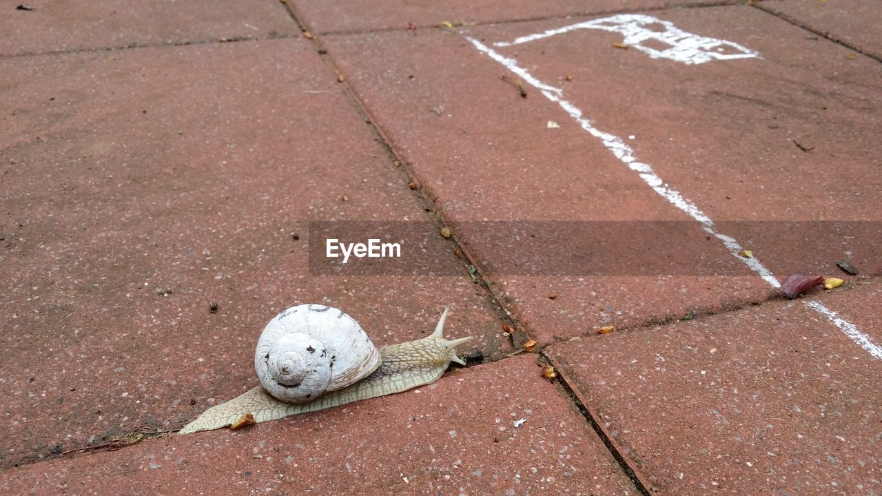 Close-up of snail on footpath