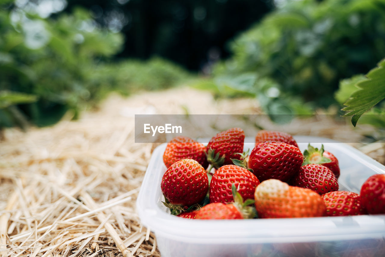 Close-up of strawberries in container on field