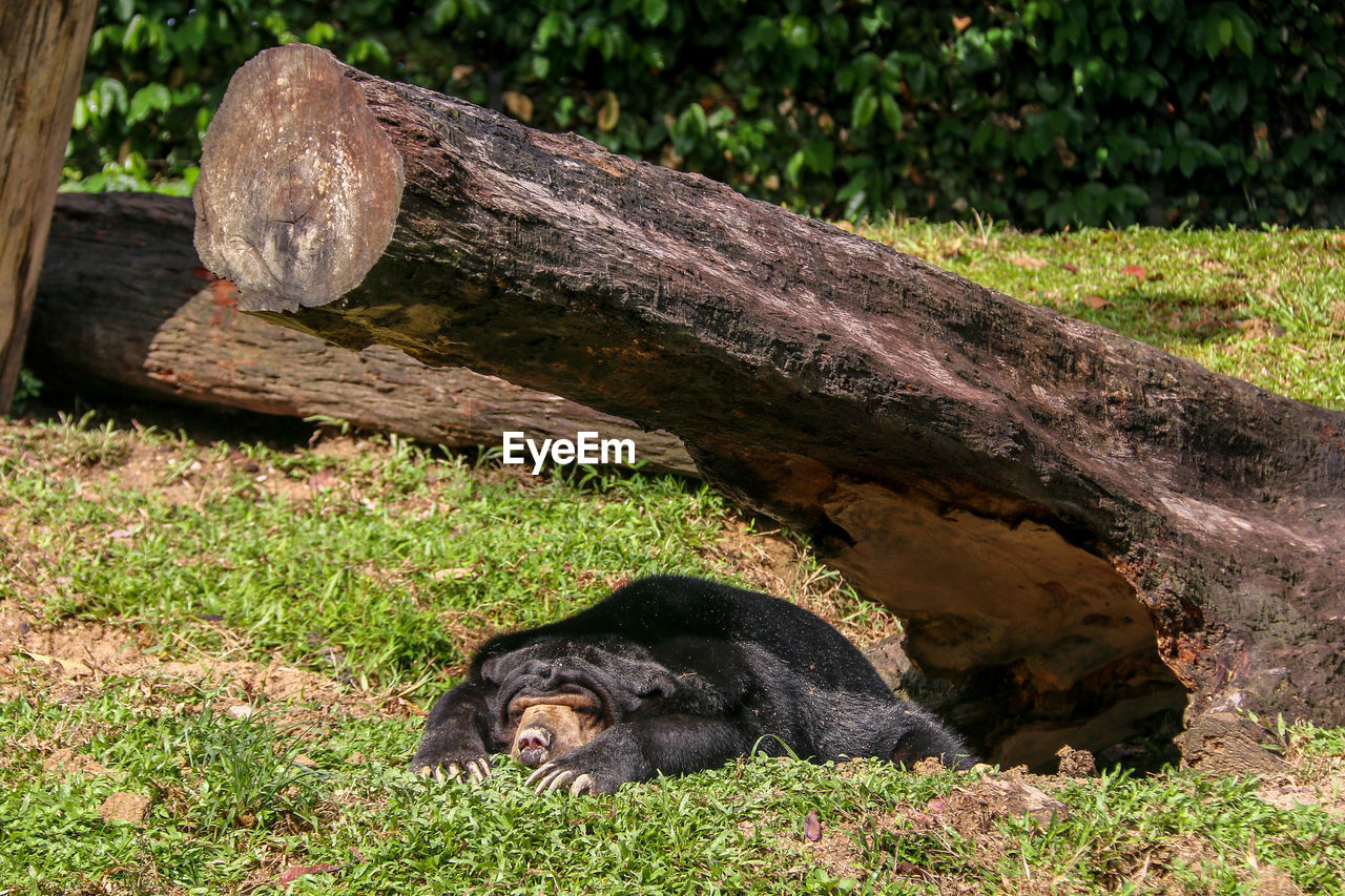 VIEW OF A MONKEY ON FIELD