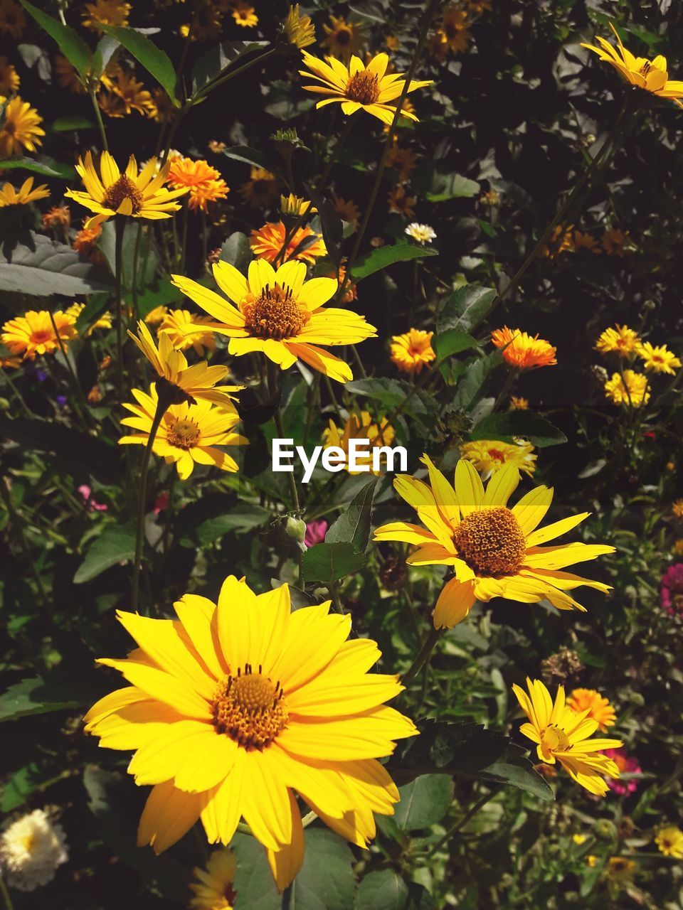 HIGH ANGLE VIEW OF YELLOW FLOWERING PLANT