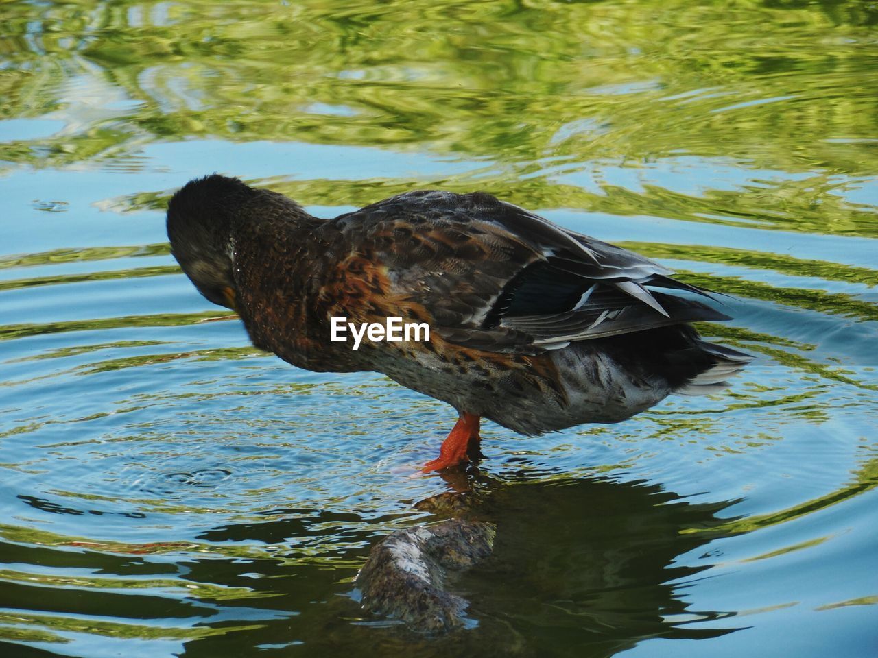 DUCK SWIMMING ON LAKE