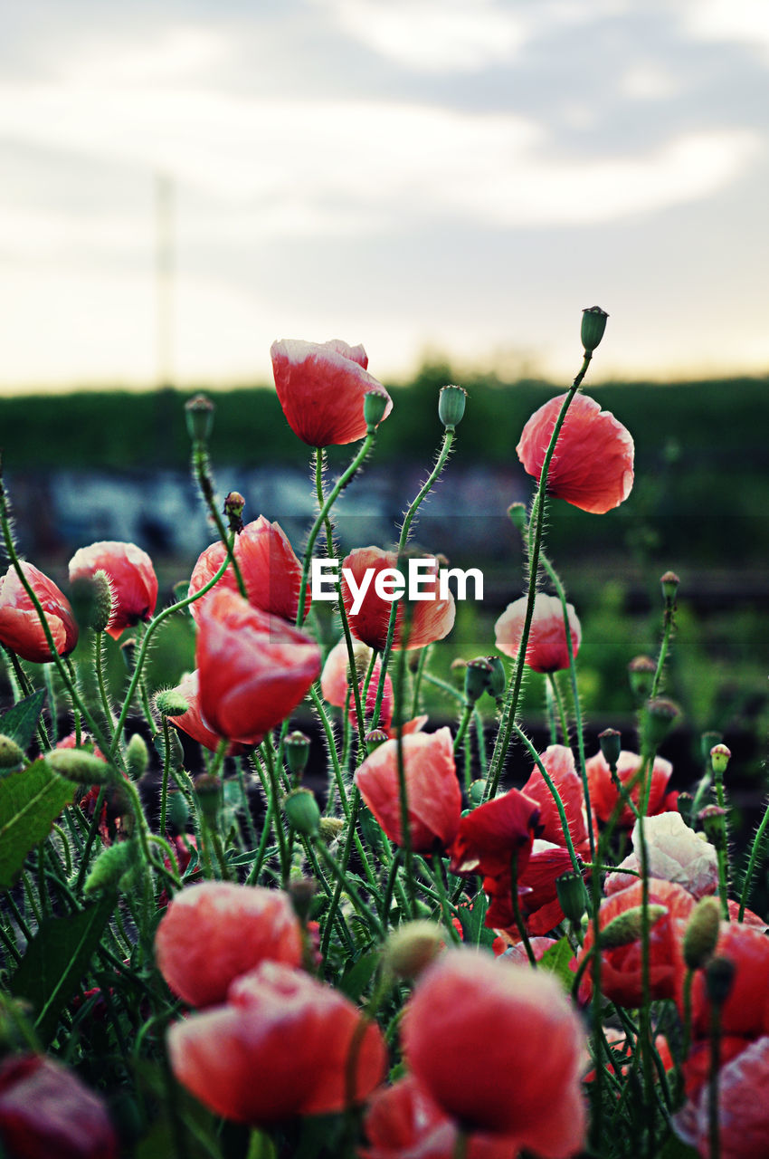 Close-up of red poppies blooming on field against sky