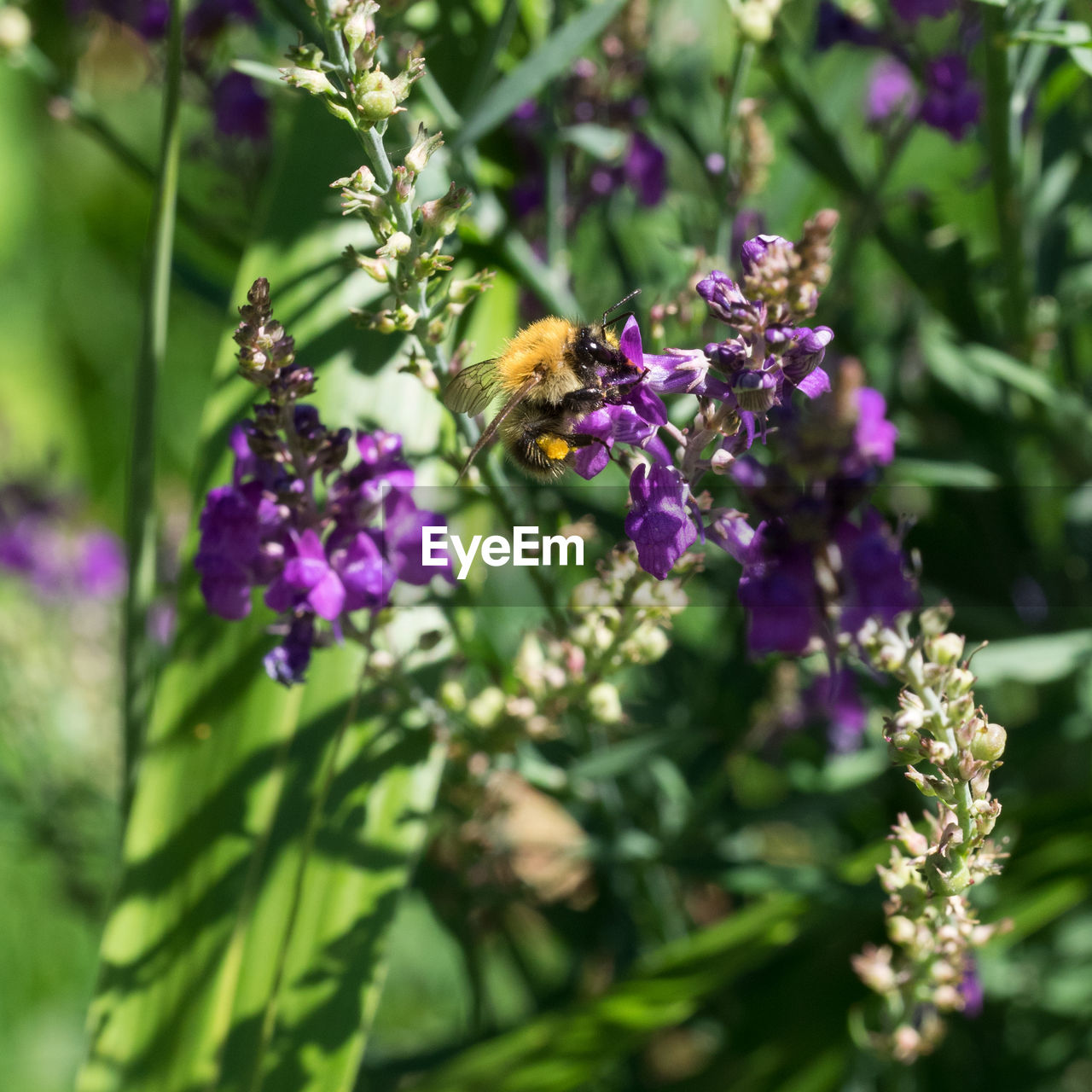 CLOSE-UP OF BEE POLLINATING ON PURPLE FLOWERS