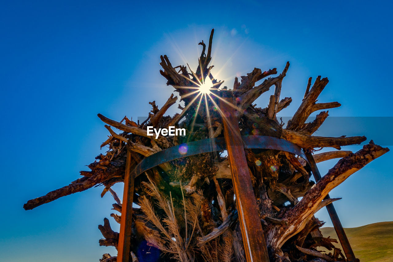 LOW ANGLE VIEW OF CACTUS AGAINST CLEAR SKY