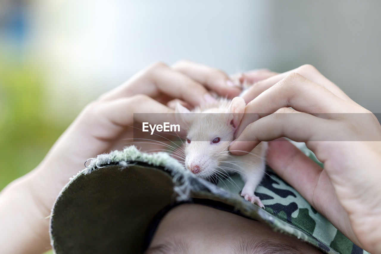 Boy holds cute domestic rat on top of his baseball cap. hands in frame.