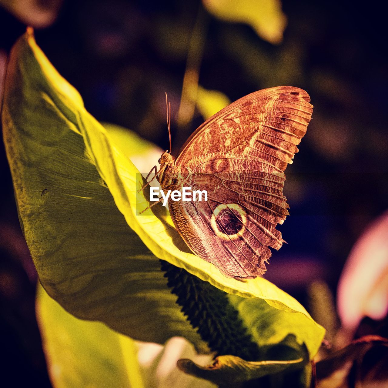 BUTTERFLY ON LEAVES