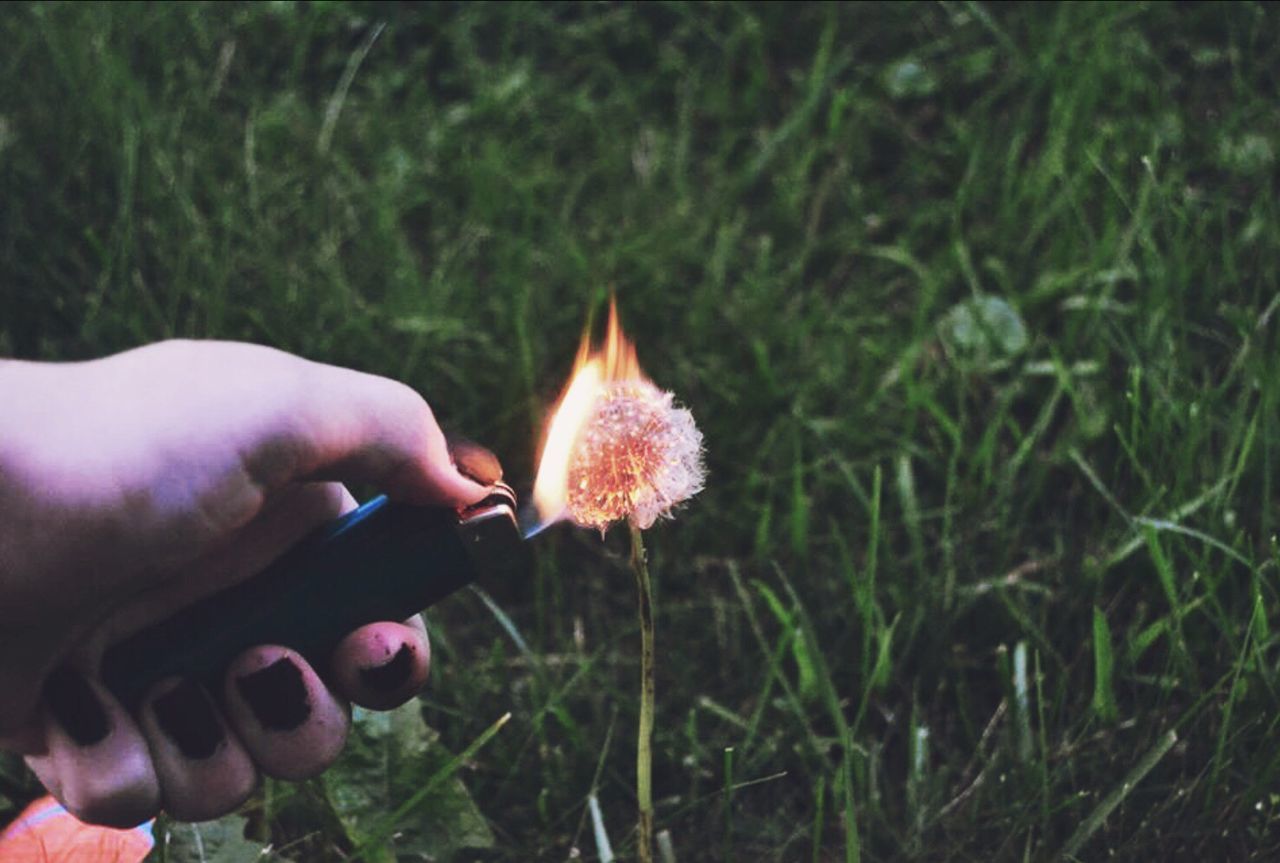 CROPPED IMAGE OF HAND HOLDING DANDELION IN FIELD