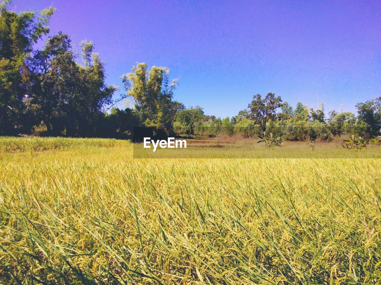 SCENIC VIEW OF FIELD AGAINST CLEAR SKY