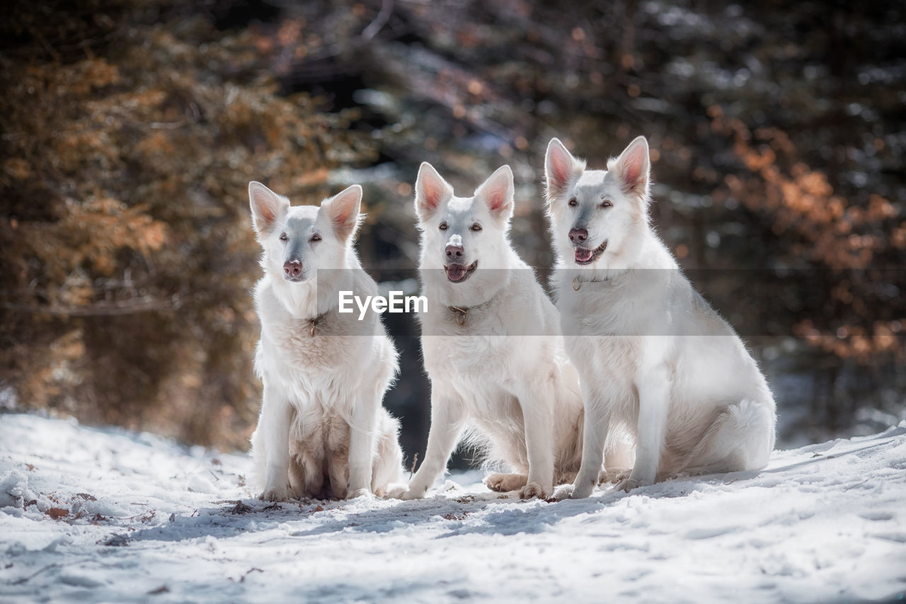 Dogs on snow