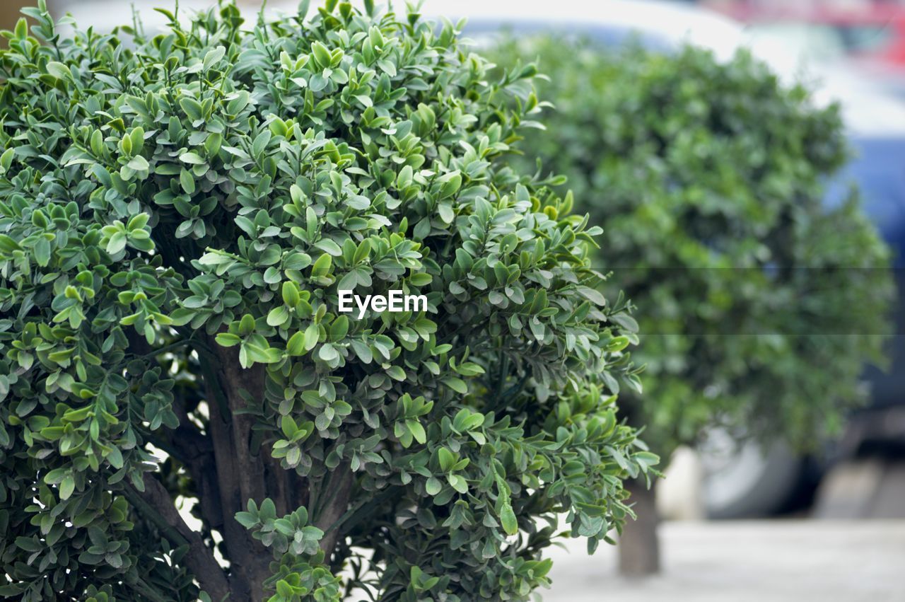 CLOSE-UP OF FRESH GREEN PLANT IN POT