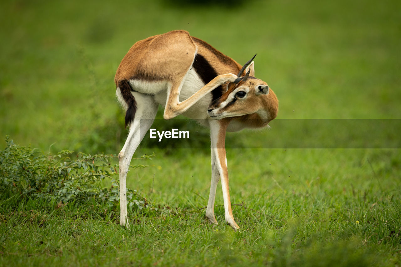 Thomson gazelle stands in grass scratching head