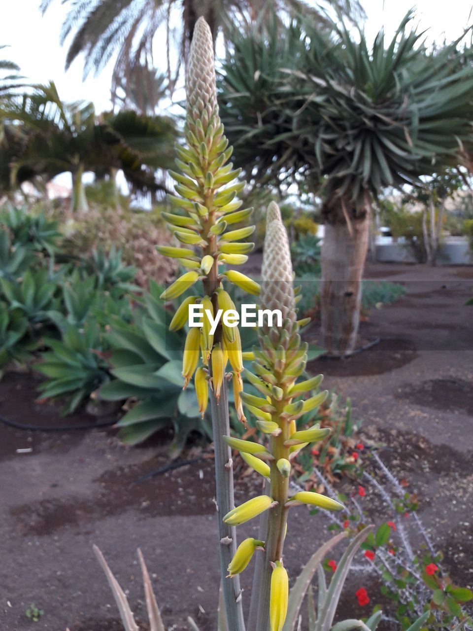 CLOSE-UP OF YELLOW FLOWER TREE