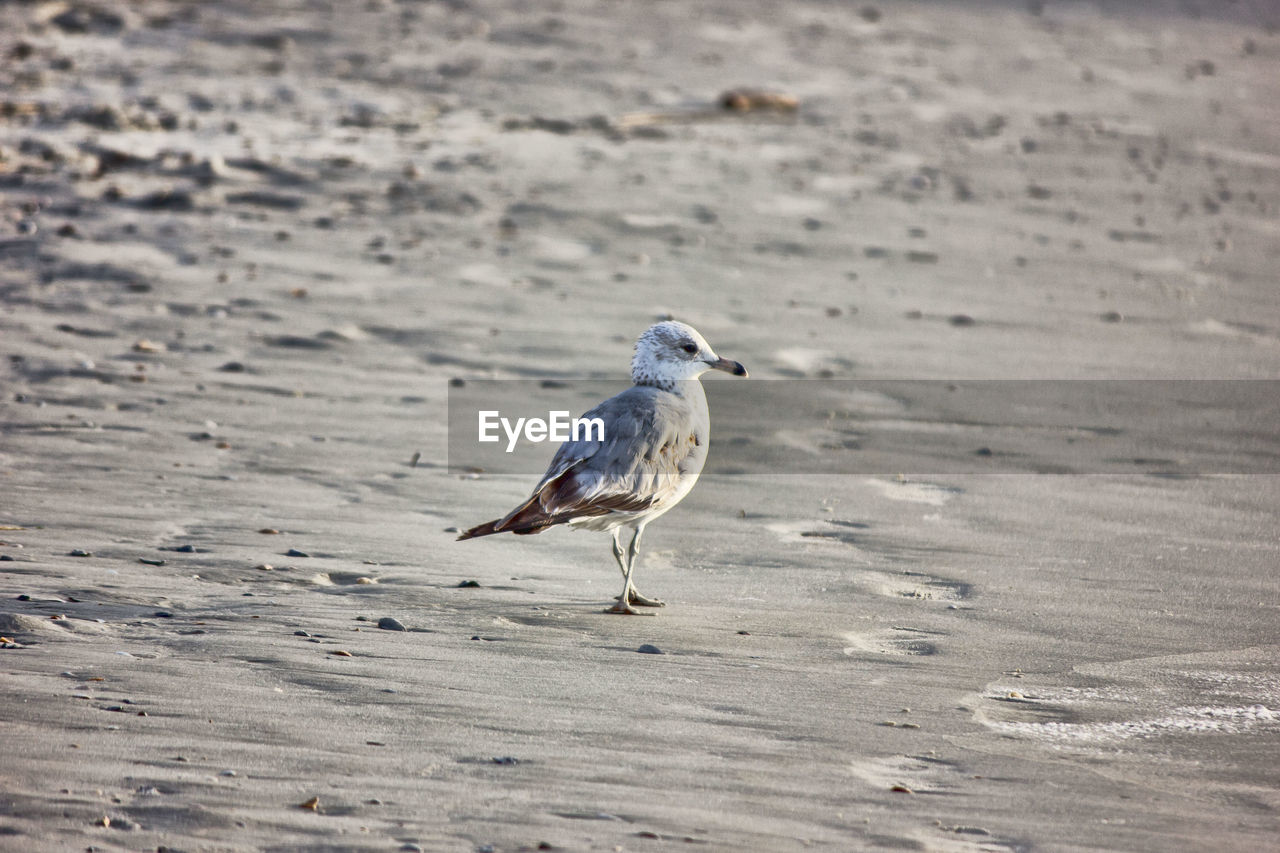 CLOSE-UP OF SEAGULL ON SAND