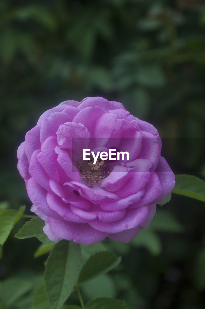 Close-up of pink flowers