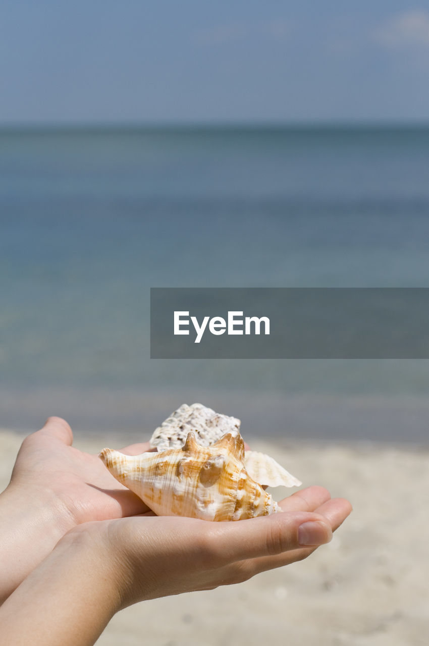 Cropped image of person holding shells at beach