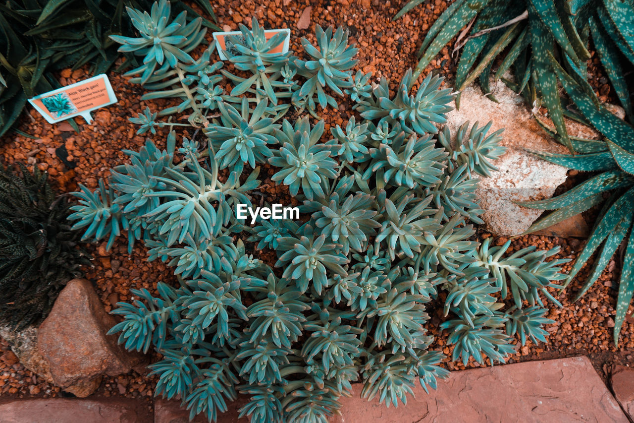 CLOSE-UP OF POTTED PLANTS ON FIELD