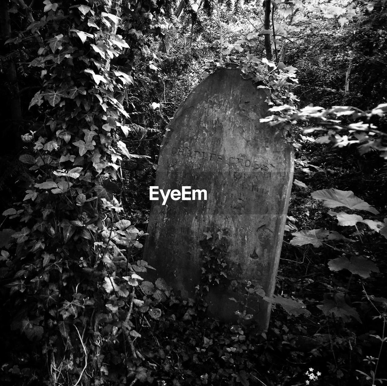 Close-up of tombstone in forest