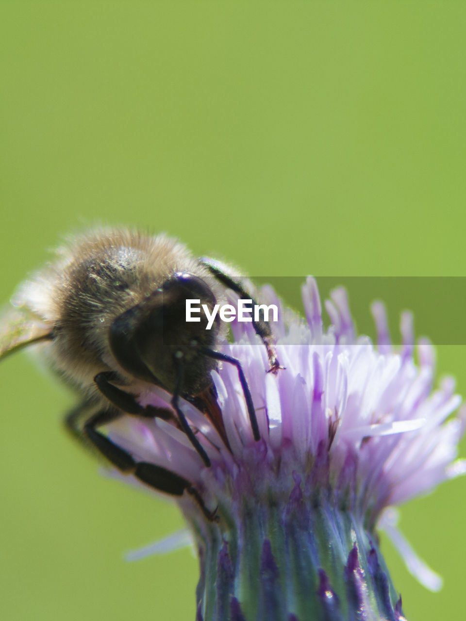 CLOSE-UP OF HONEY BEE POLLINATING ON PURPLE FLOWER