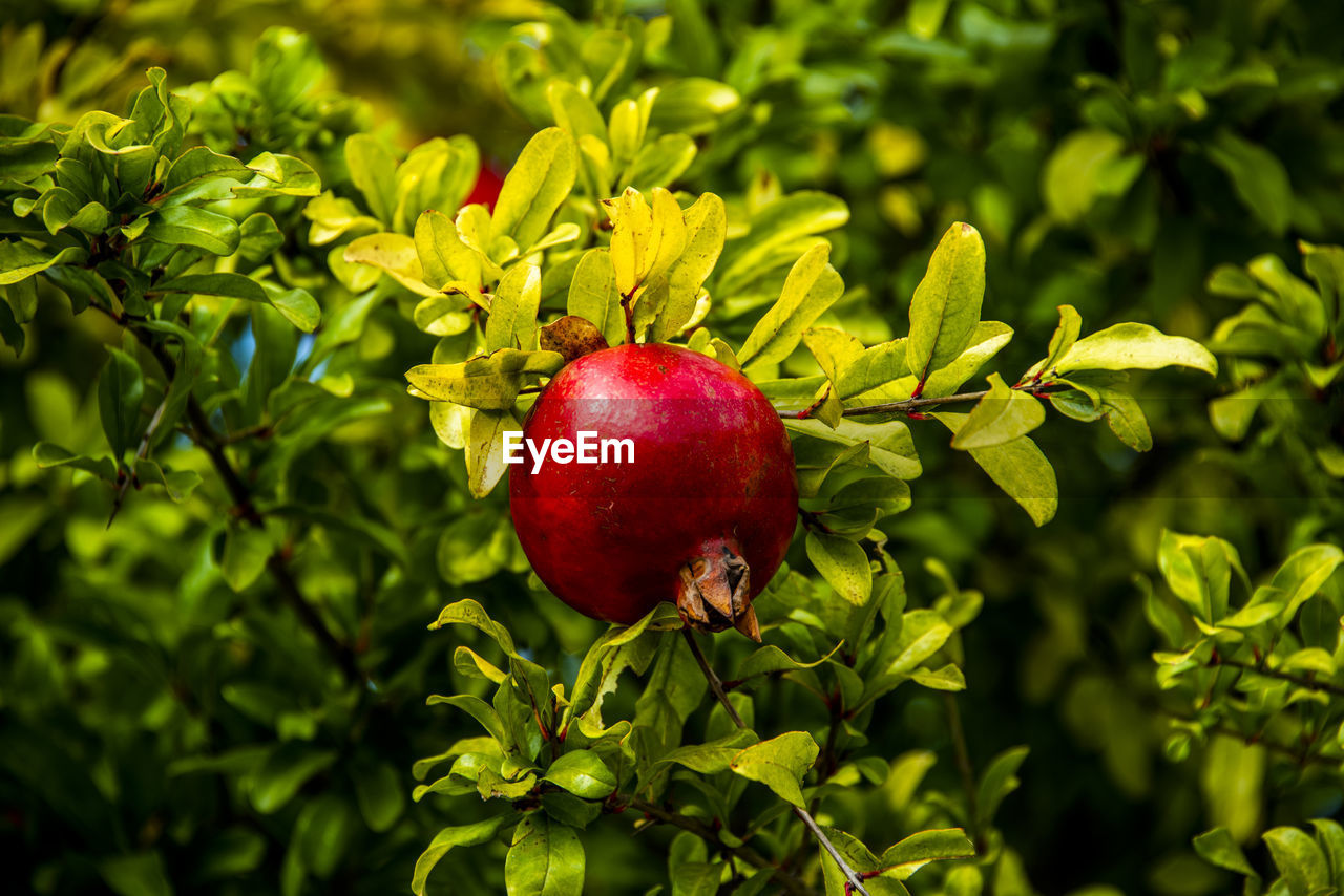 Close up of pomegranate still on the tree in the hills around castegnero, vicenza, veneto, italy