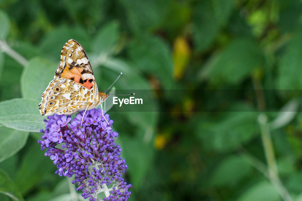 Close-up of butterfly pollinating on purple flower