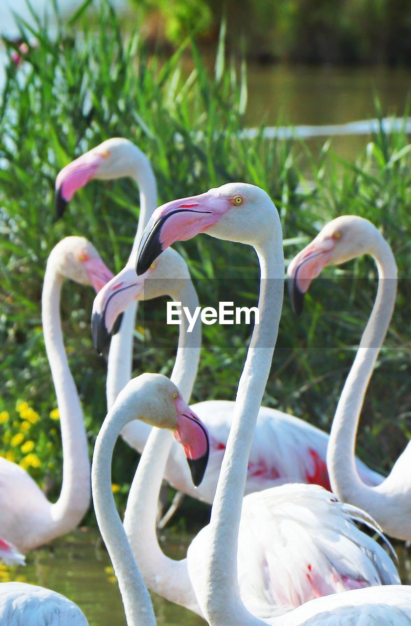 CLOSE-UP OF SWAN WITH PINK FLOWERS