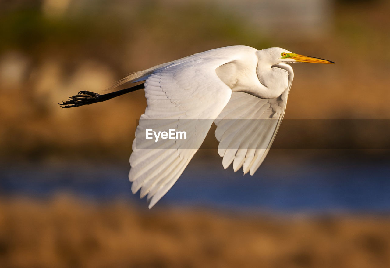 Great egret in flight over coastal maine estuary