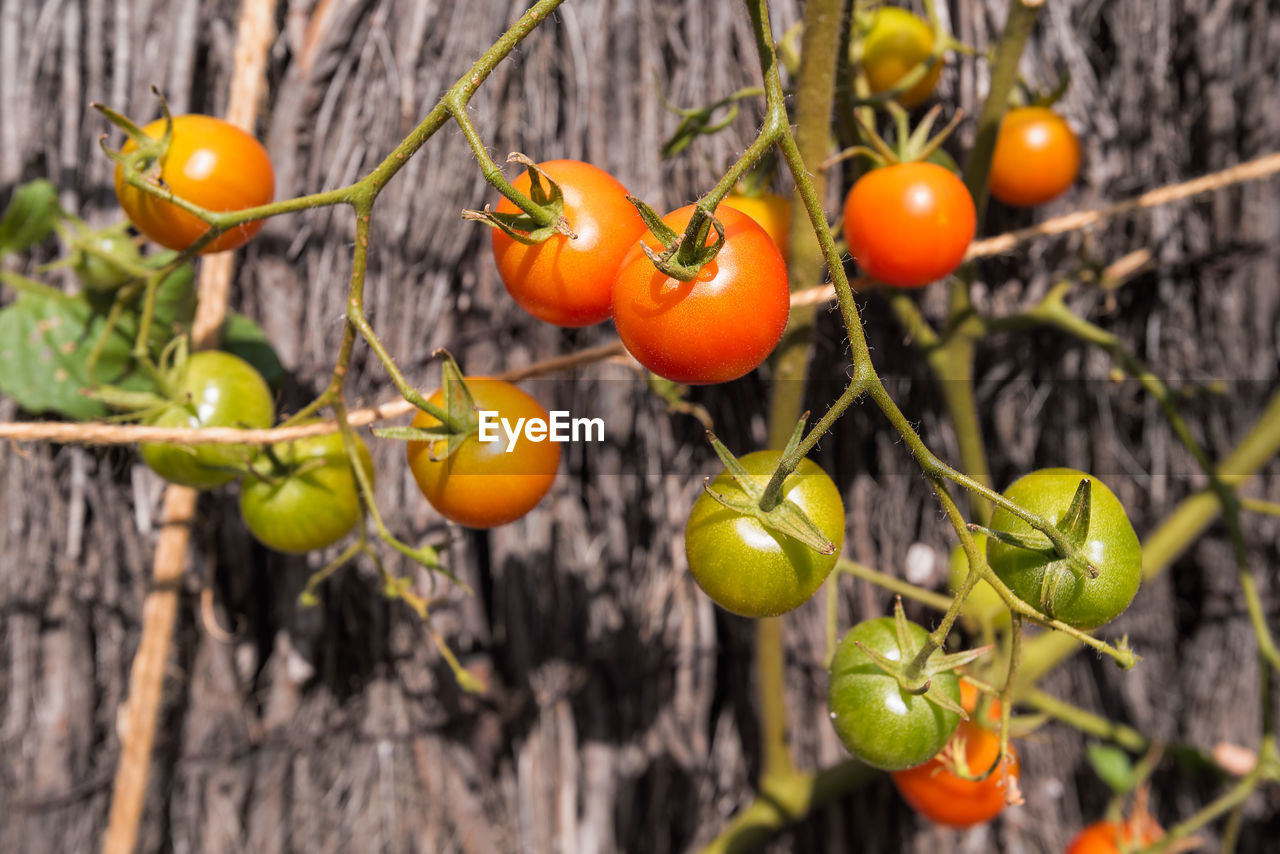 Close-up of cherry tomato growing 