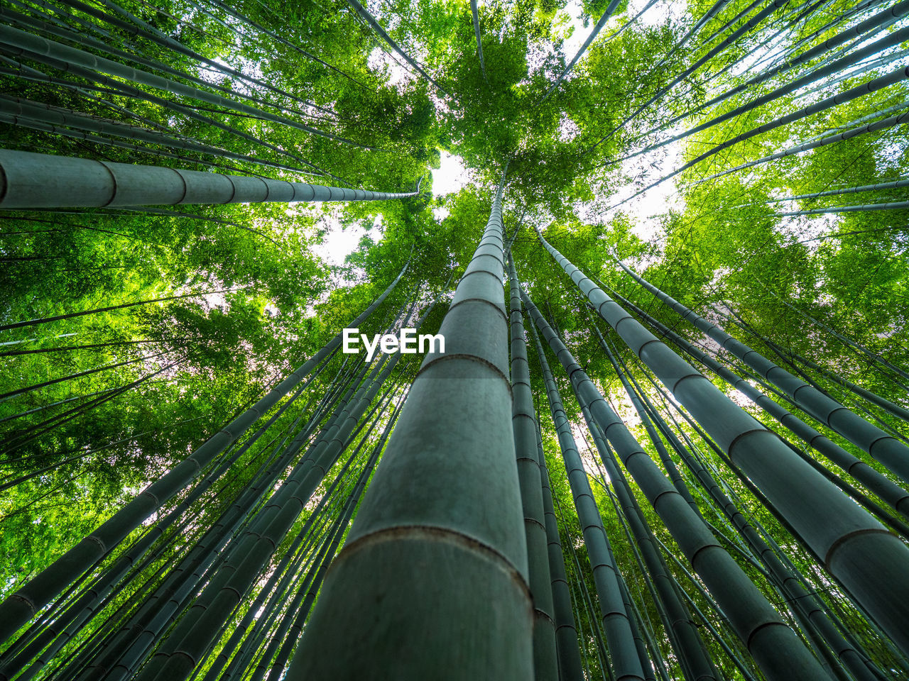 LOW ANGLE VIEW OF BAMBOO TREES