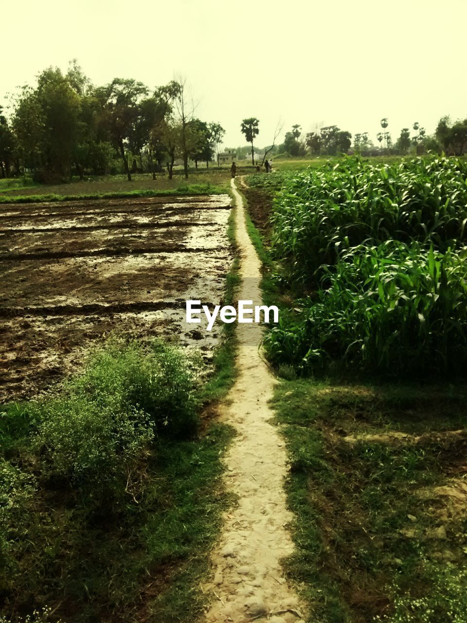 DIRT ROAD AMIDST FIELD AGAINST CLEAR SKY