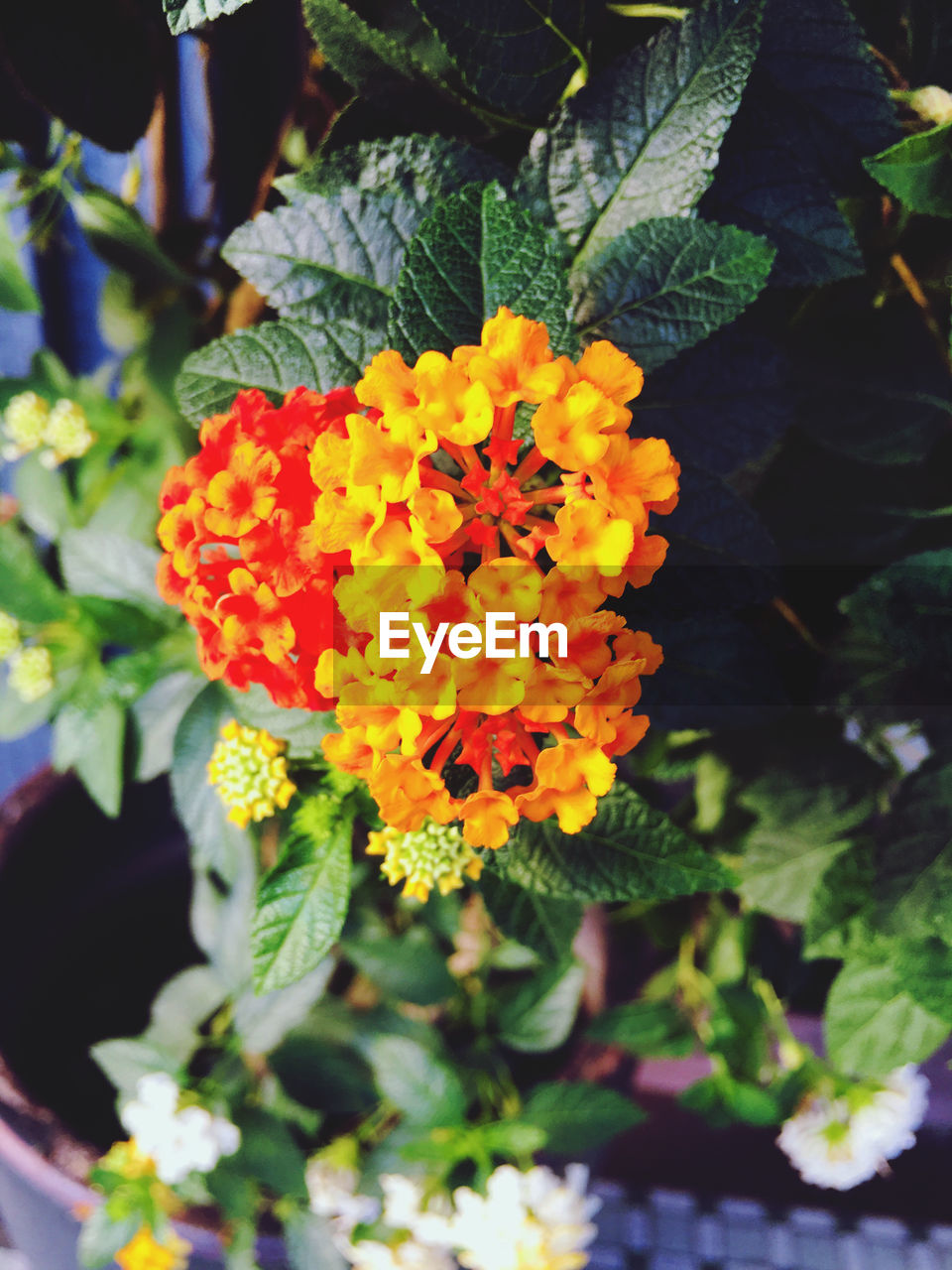 CLOSE-UP OF YELLOW FLOWERING PLANTS