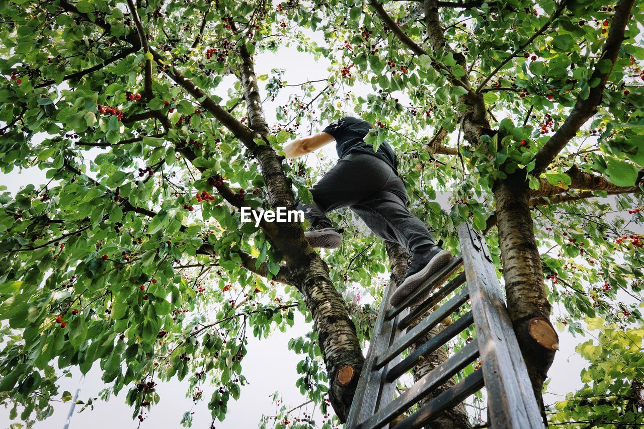 Low angle view of man picking cherries against trees