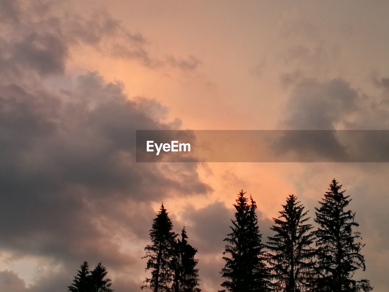 LOW ANGLE VIEW OF SILHOUETTE TREES AGAINST SKY