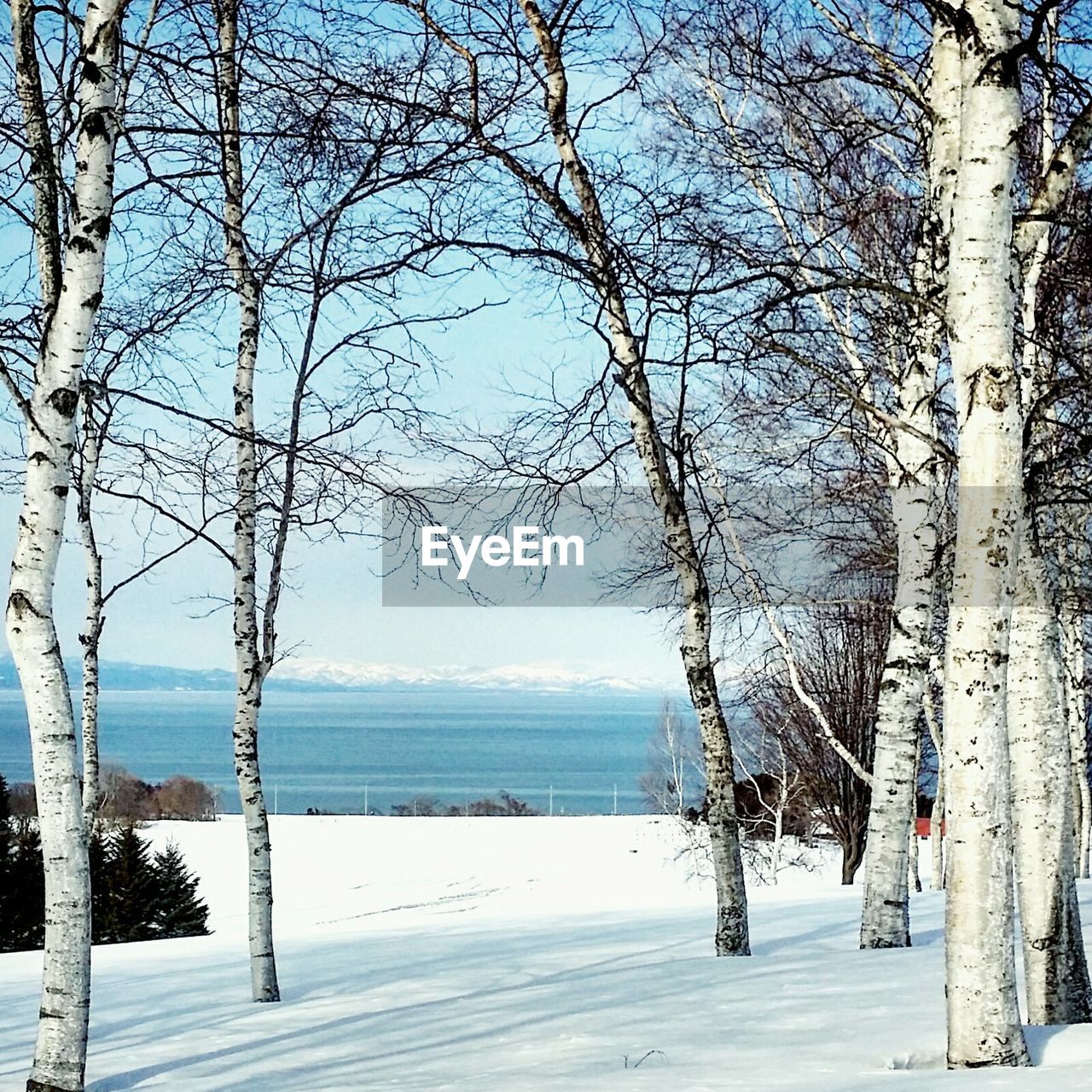 Trees on snow covered field by sea against sky