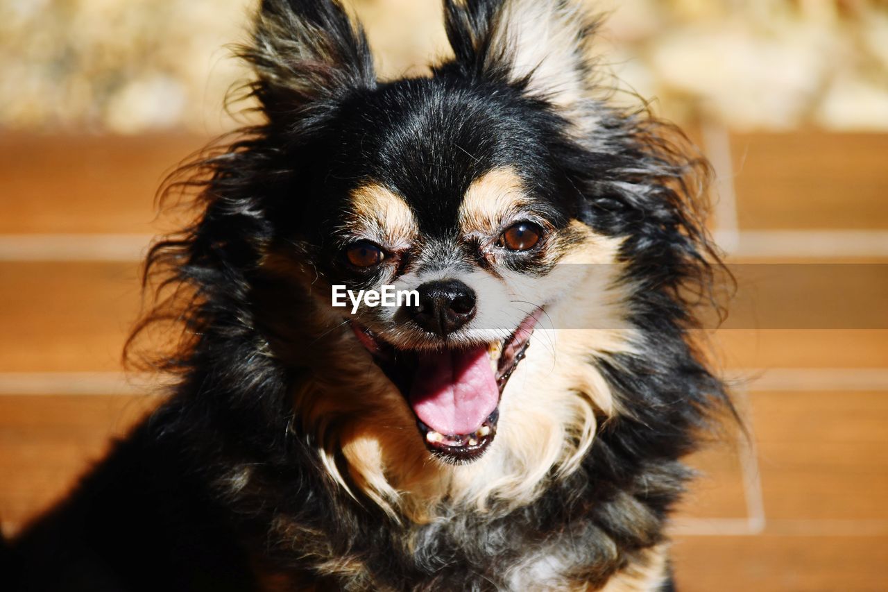 CLOSE-UP PORTRAIT OF A DOG