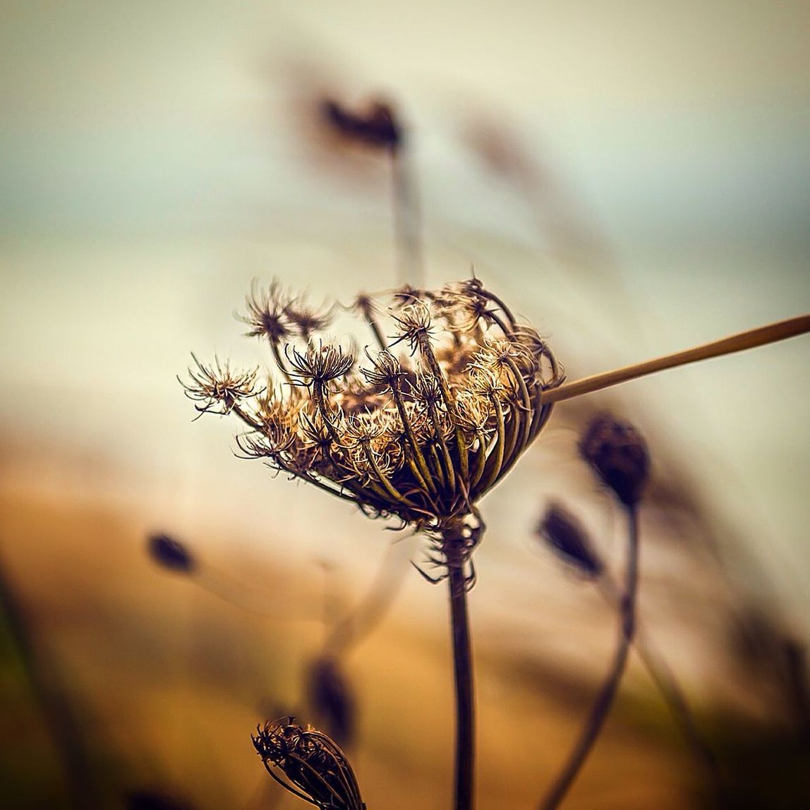 Close-up of dried queen annes lace flower