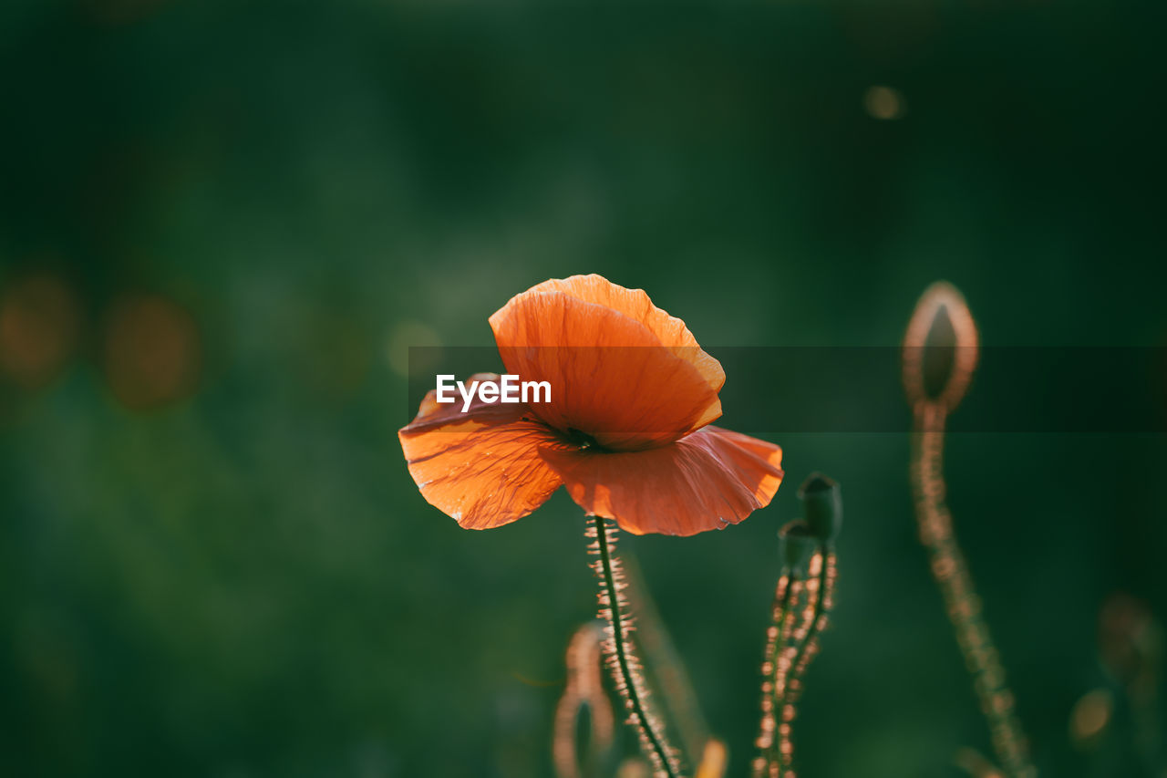 close-up of orange flower