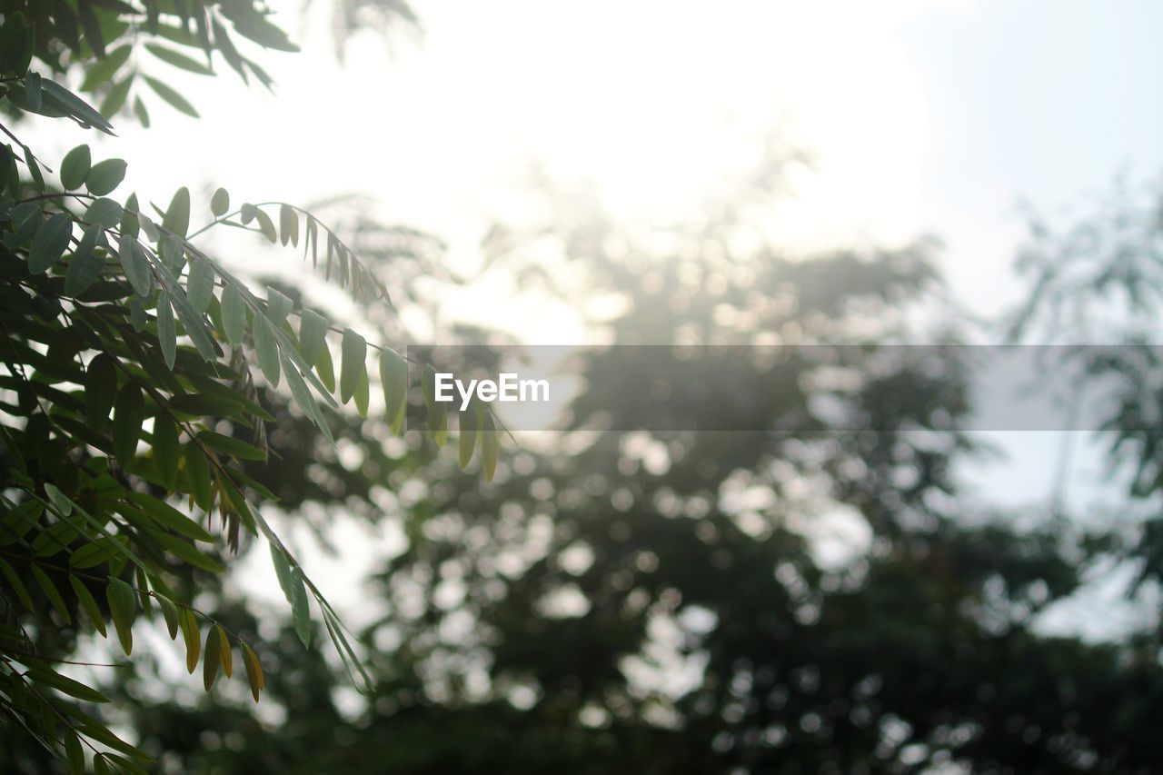 CLOSE-UP OF PLANTS AGAINST TREES