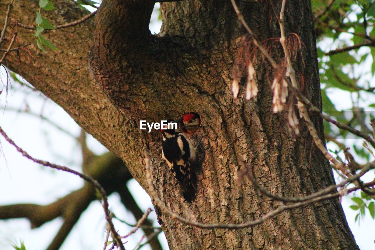 LOW ANGLE VIEW OF A BIRD PERCHING ON TREE