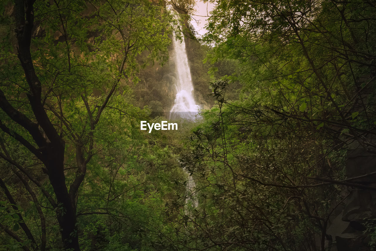 tree, waterfall, plant, forest, natural environment, beauty in nature, water, scenics - nature, nature, land, rainforest, motion, green, growth, long exposure, water feature, woodland, no people, flowing water, jungle, environment, non-urban scene, outdoors, day, foliage, lush foliage, sunlight, branch, old-growth forest, tranquility, leaf, blurred motion, body of water, tranquil scene, autumn, idyllic, low angle view