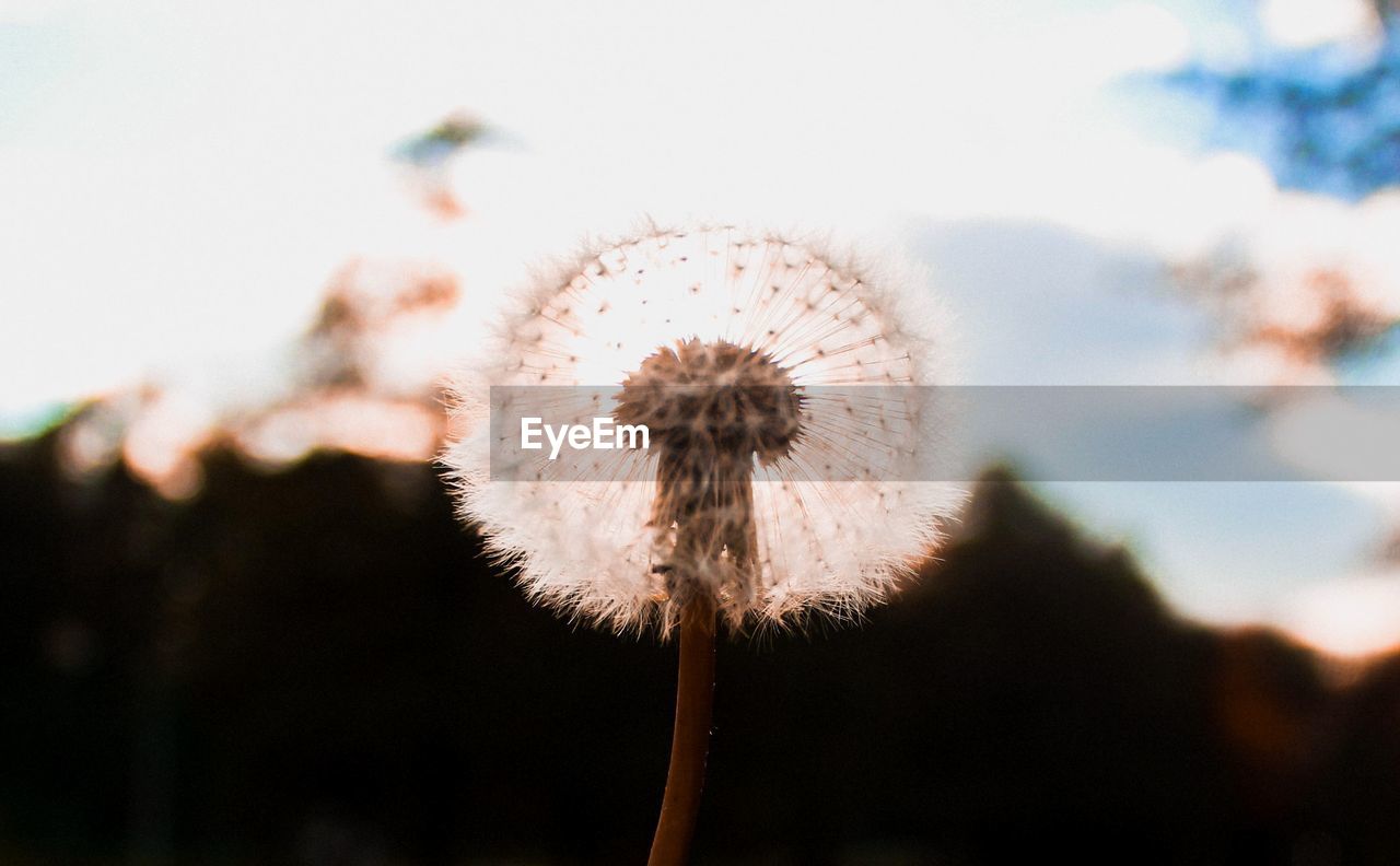 CLOSE-UP OF DANDELION SEEDS AGAINST SKY